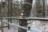 Maple syrup commercial operation on Superior National Forest near Lutsen. Photo by Joe Friedrichs